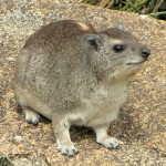 Hyrax the animal