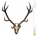 Antlers -- stock image